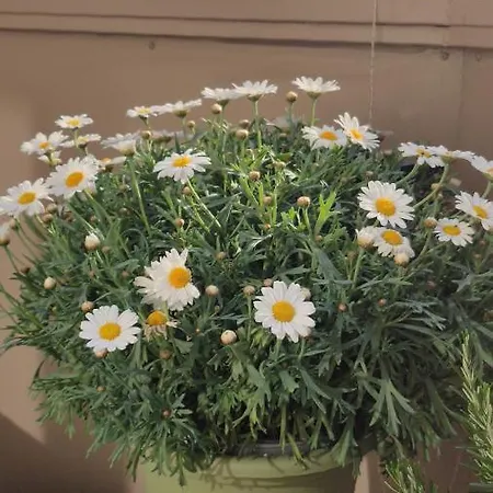 Le Albarelle 3* 알바